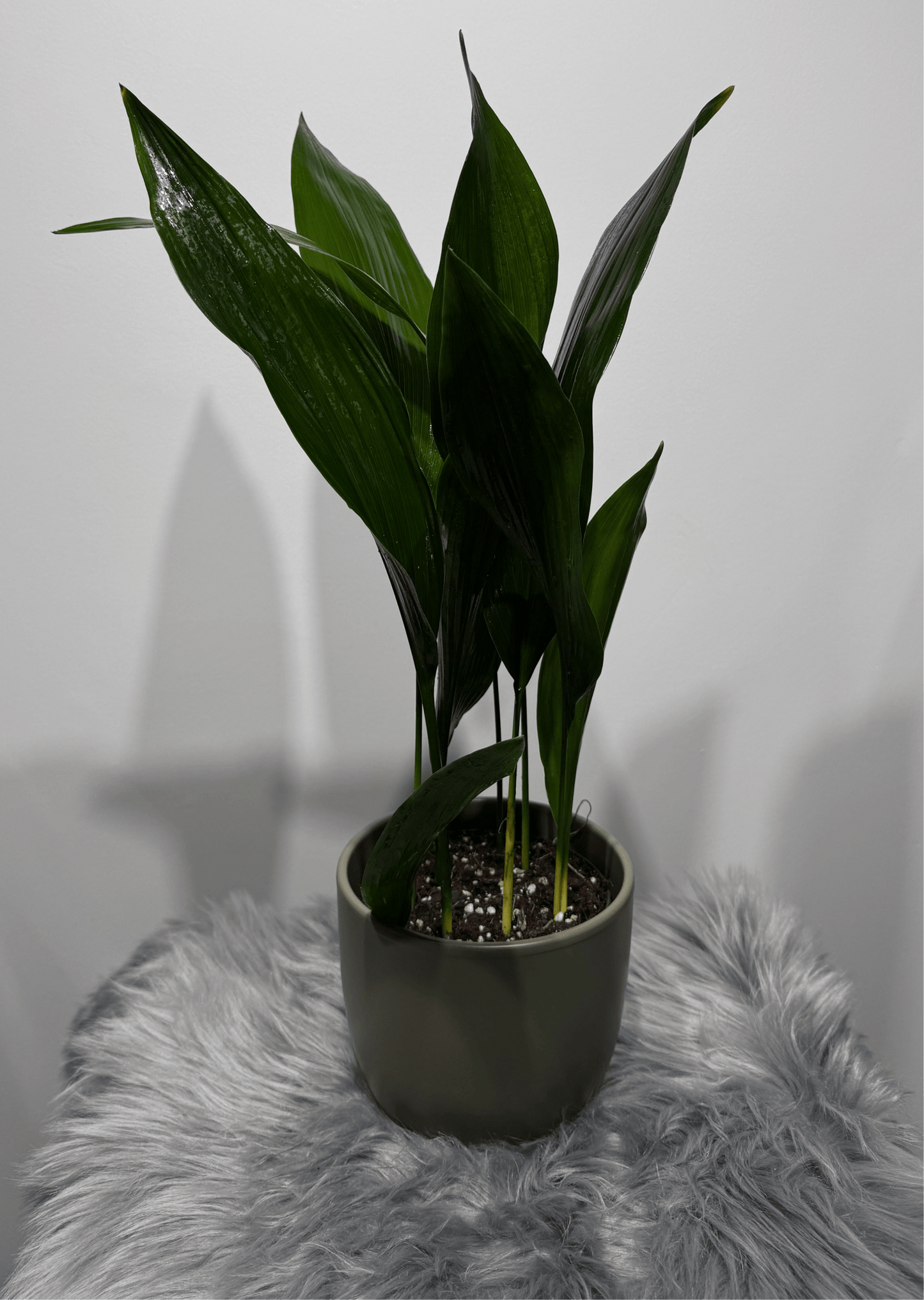 Aspidistra elatior Mājas svētība - www.augi-plants.lv