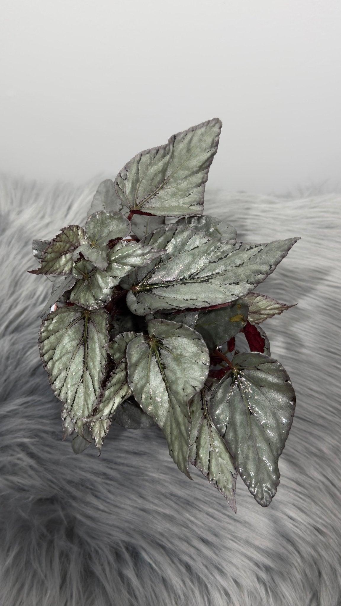 Begonia Beleaf 1 - www.augi-plants.lv