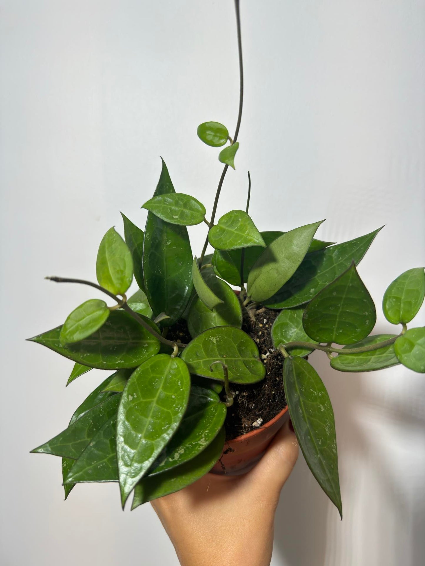 Hoya Parasitica - www.augi-plants.lv