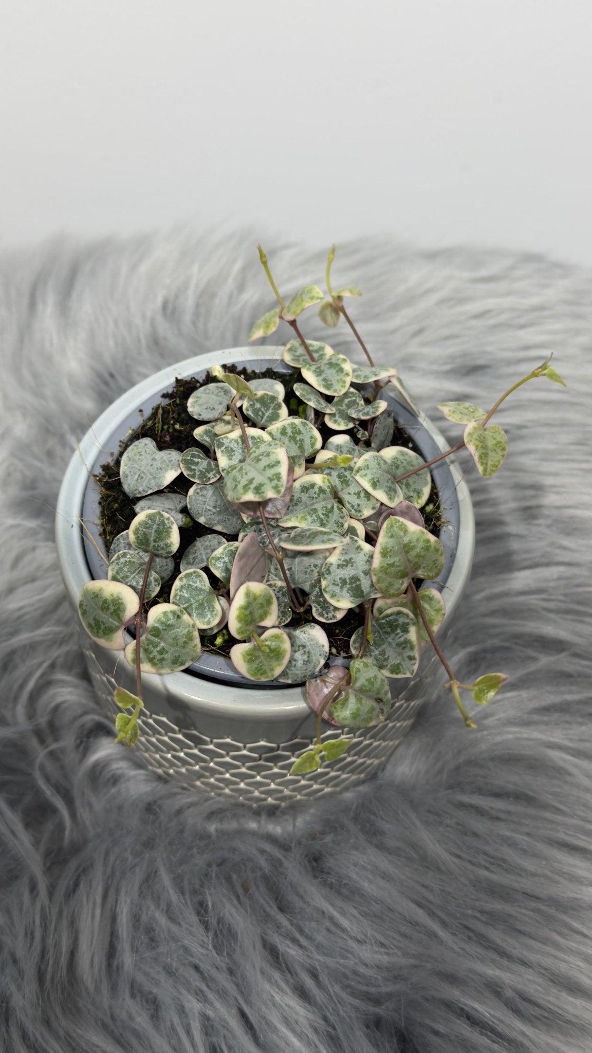 Ceropegia Woodii variegata String of hearts variegata - www.augi-plants.lv