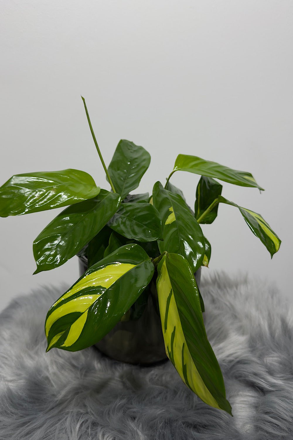 Ctenanthe Pilosa Mosaic - www.augi-plants.lv