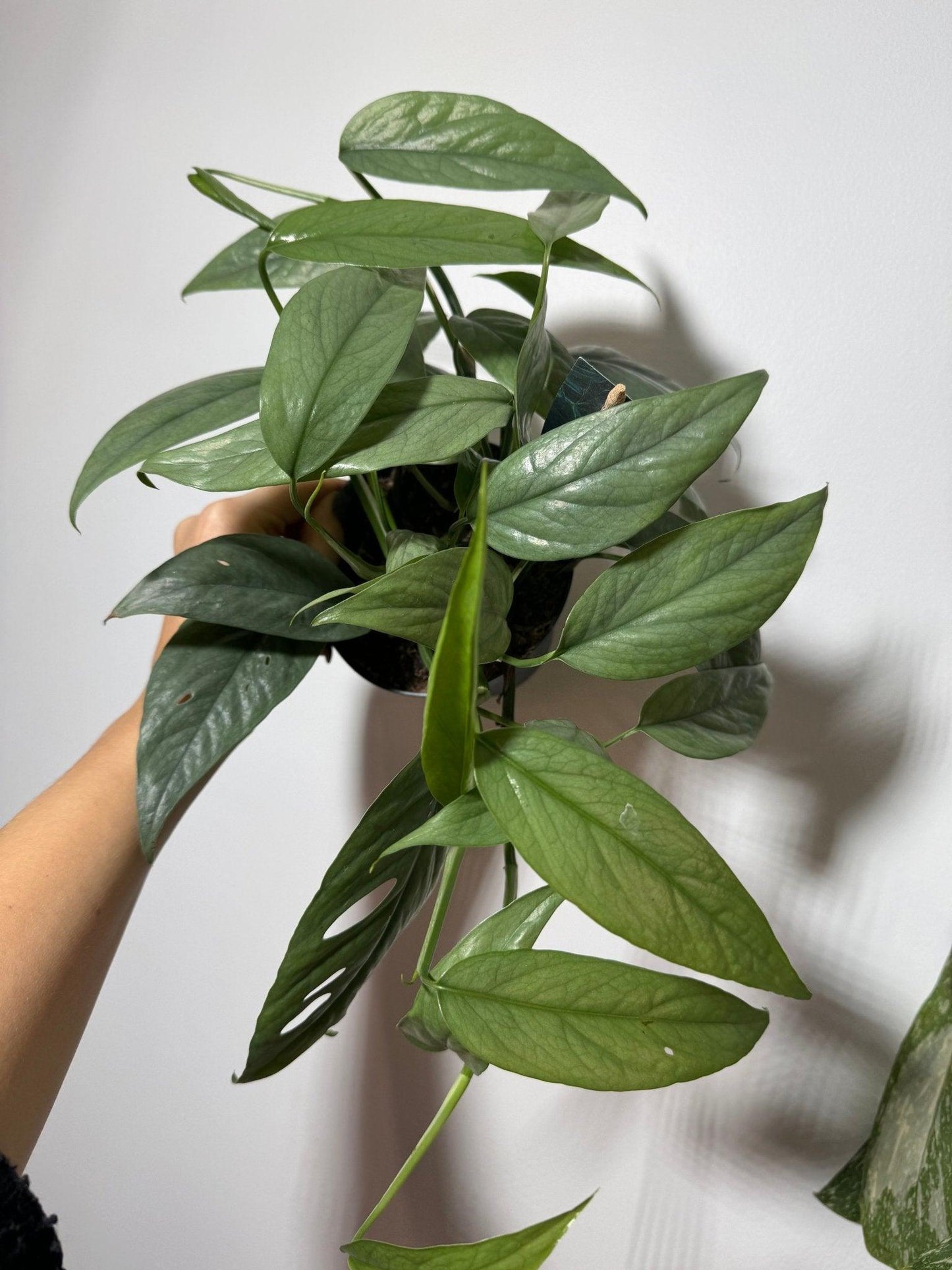 Epipremnum Cebu Blue - www.augi-plants.lv