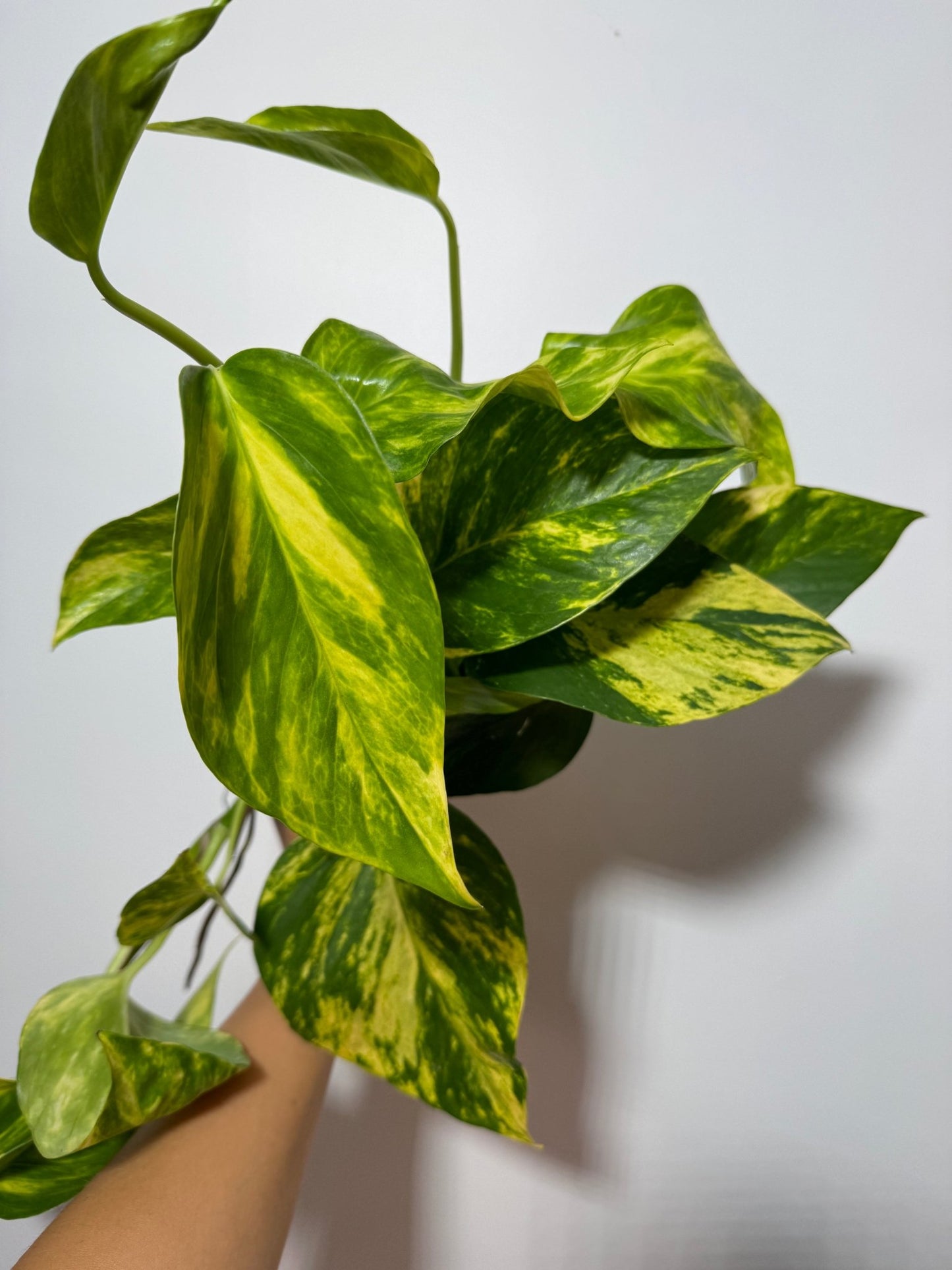 Epipremnum Hicolor - www.augi-plants.lv