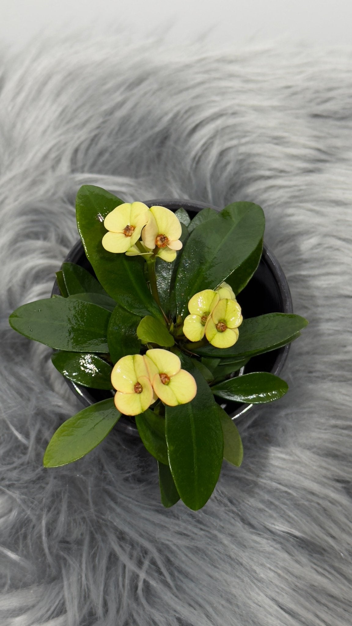 Euphorbia Milii Beige - www.augi-plants.lv