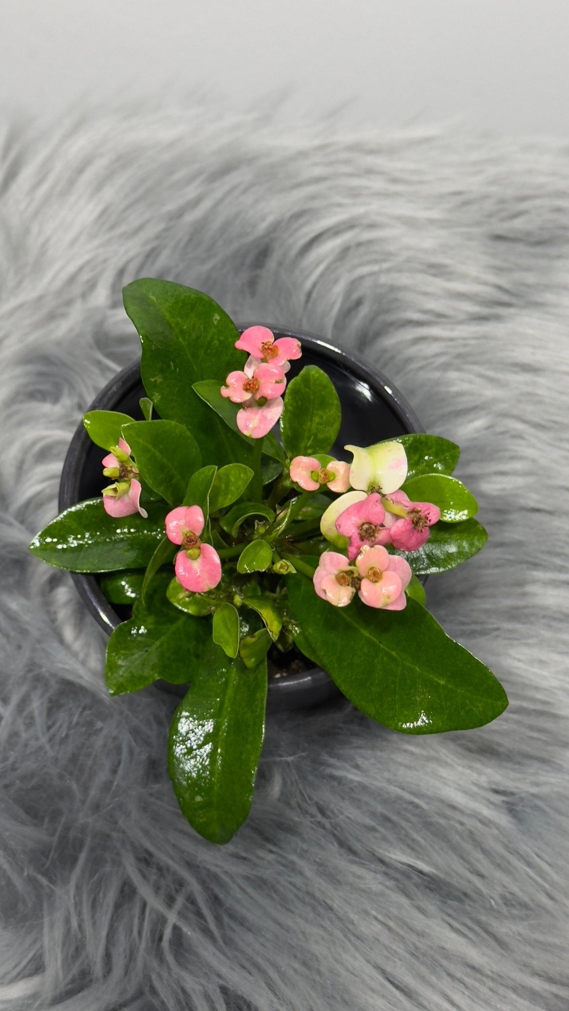 Euphorbia Milii Pink - www.augi-plants.lv
