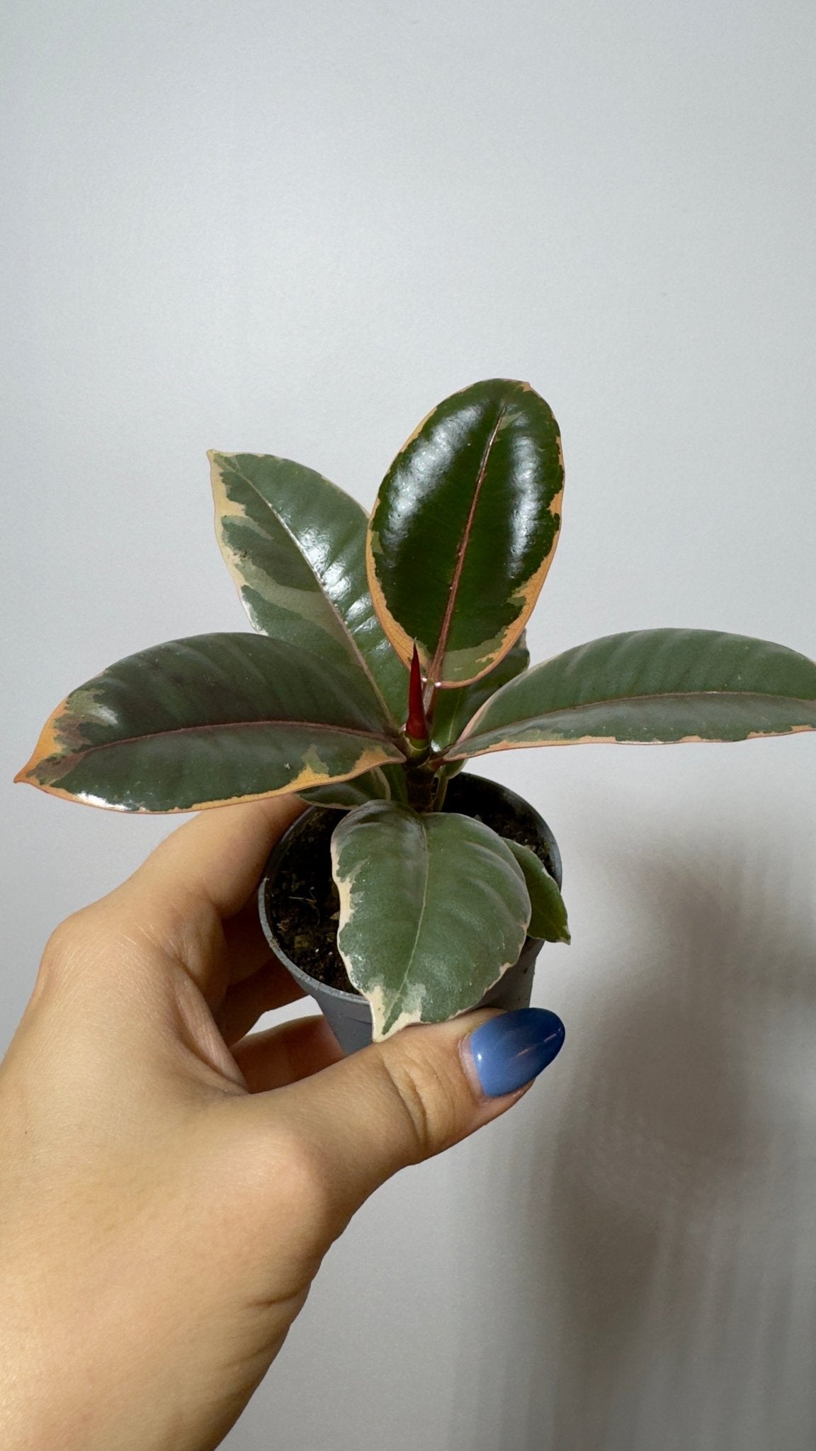 Ficus Ruby Bicolor - www.augi-plants.lv