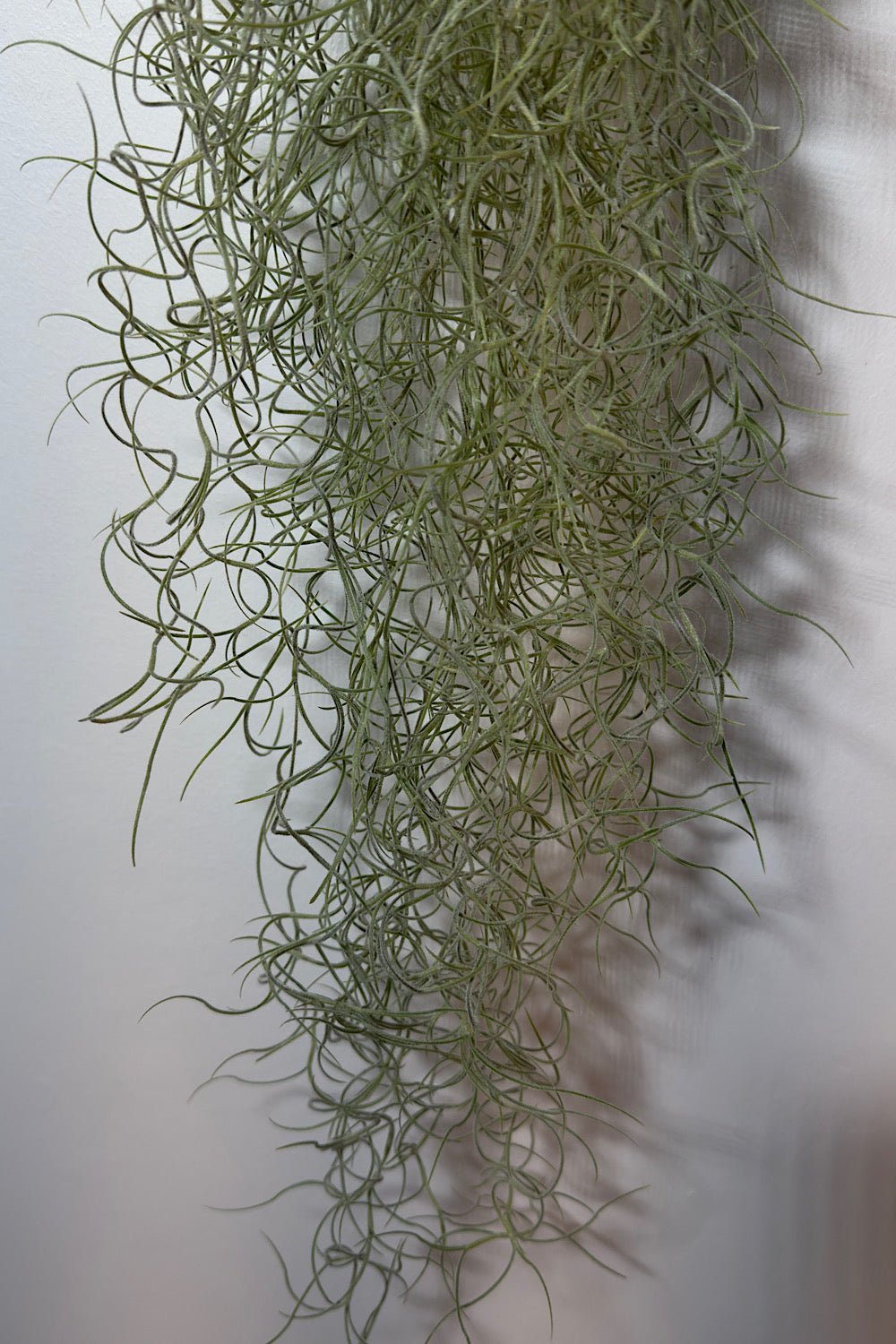 Gaisa augs Tillandsia Usneoides Air plant - www.augi-plants.lv