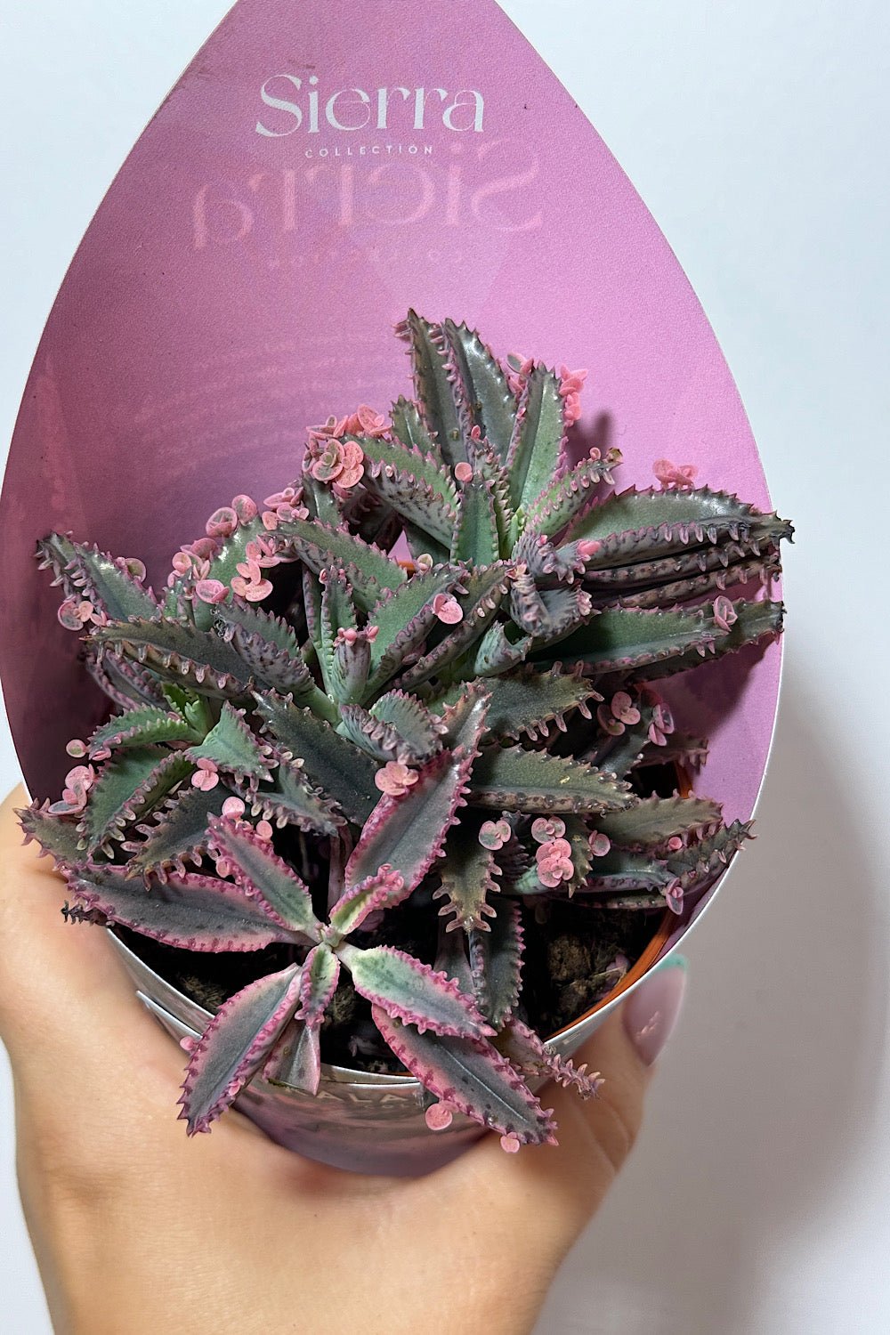 Kalanchoe Pink Butterfly - www.augi-plants.lv