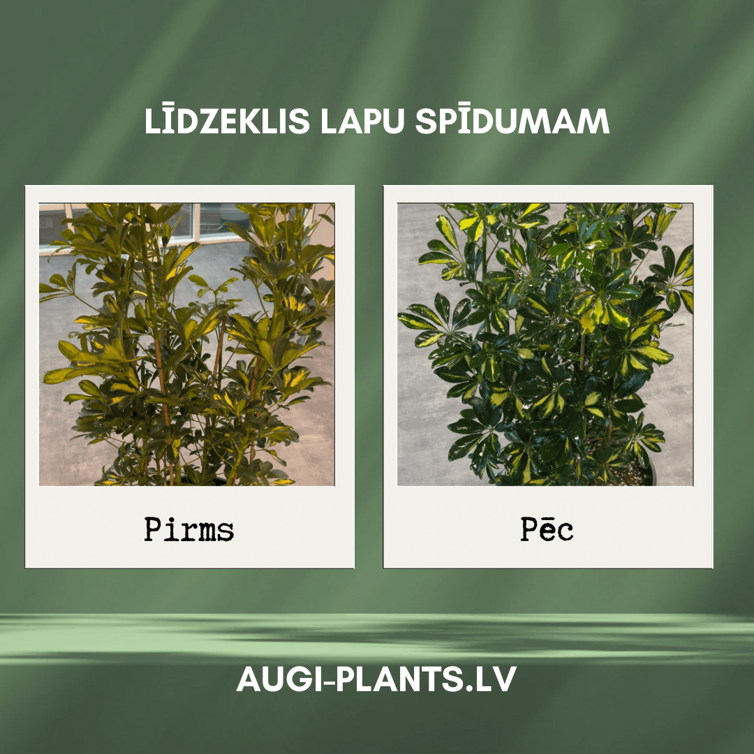 Līdzeklis lapu spīdumam - www.augi-plants.lv