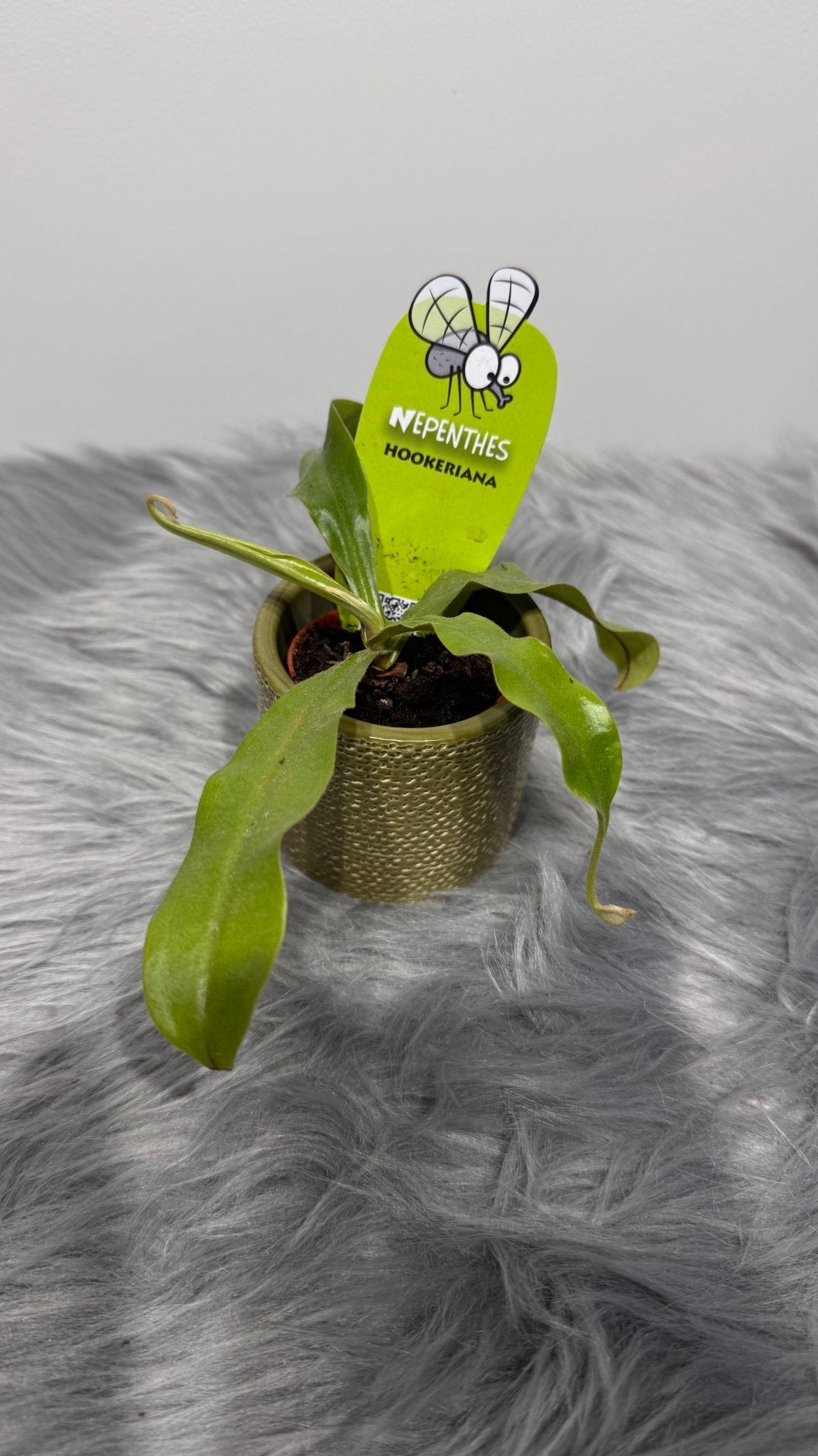Mušķērājs Nepenthes hookeriana - www.augi-plants.lv