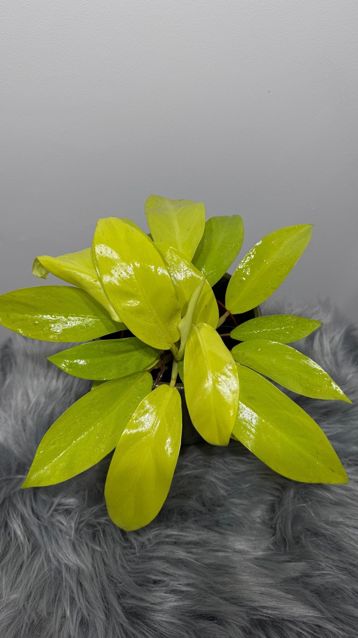 Philodendron Malay Gold - www.augi-plants.lv