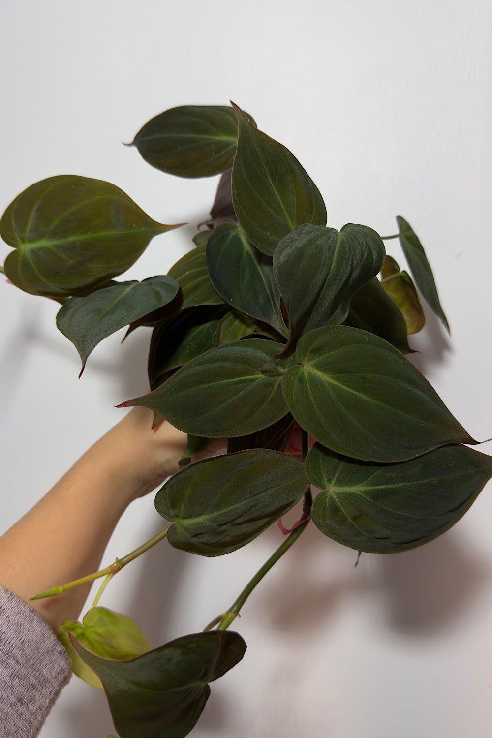 Philodendron Micans - www.augi-plants.lv
