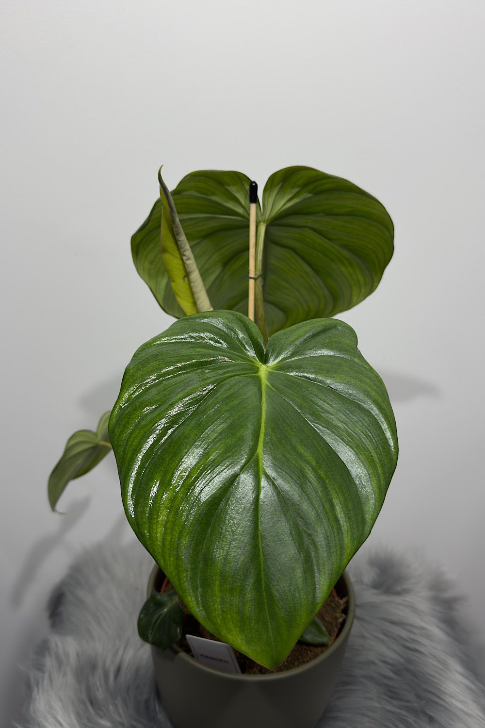 Philodendron Pastazanum - www.augi-plants.lv