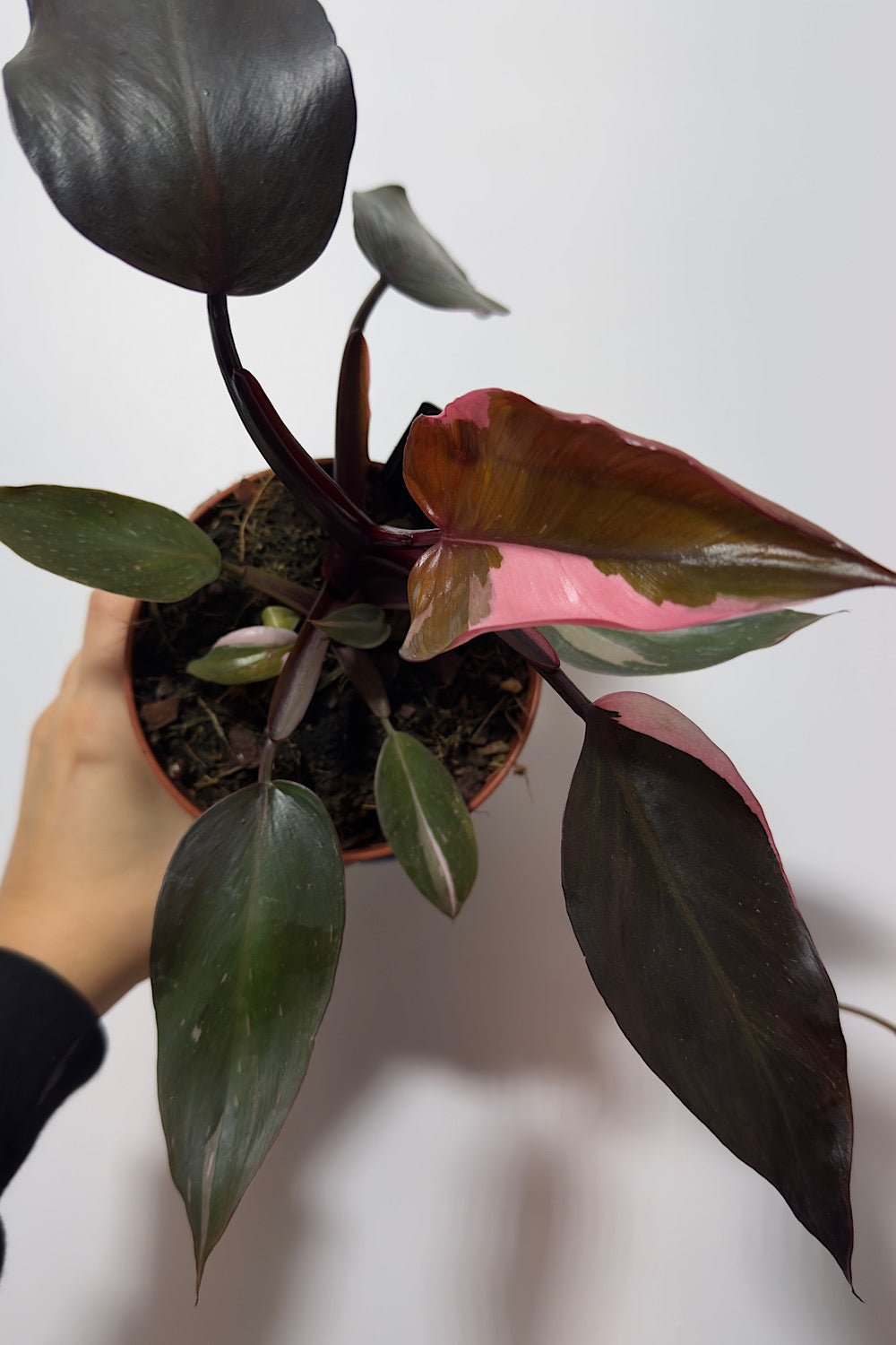 Philodendron Pink Princess - www.augi-plants.lv