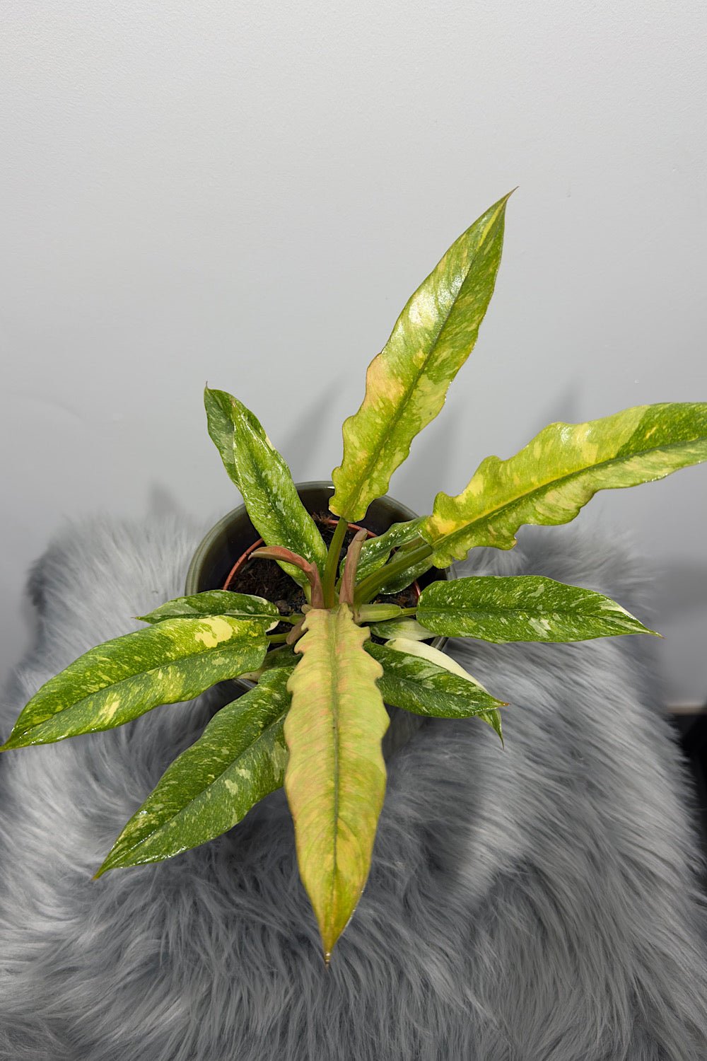 Philodendron 'Ring of Fire' - www.augi-plants.lv