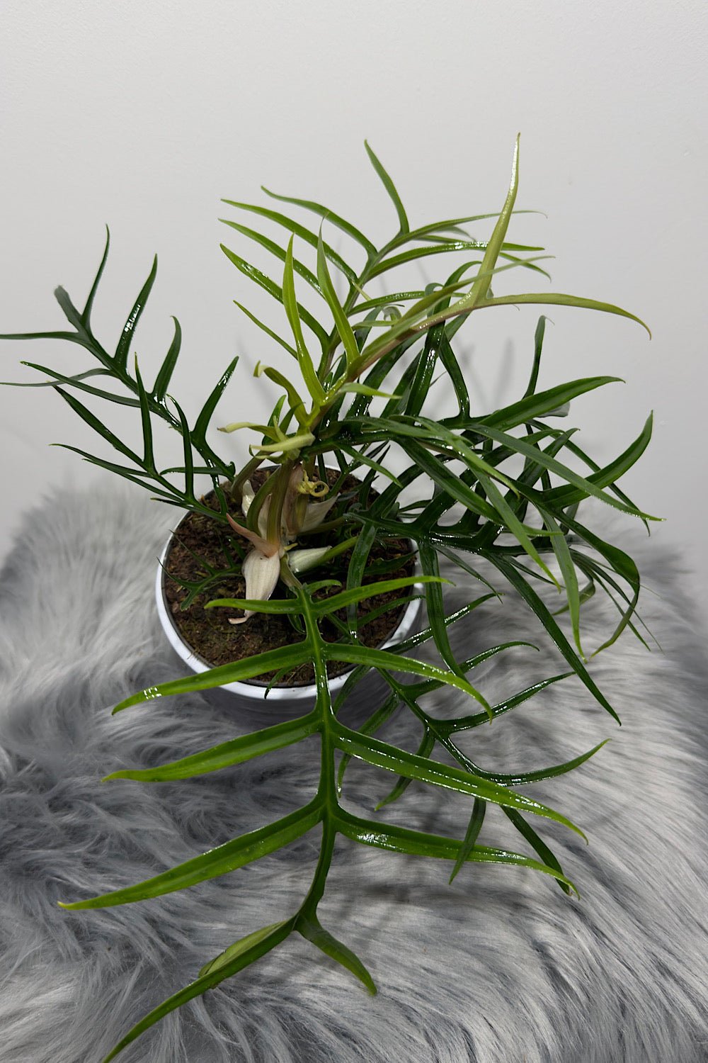 Philodendron Tortum - www.augi-plants.lv