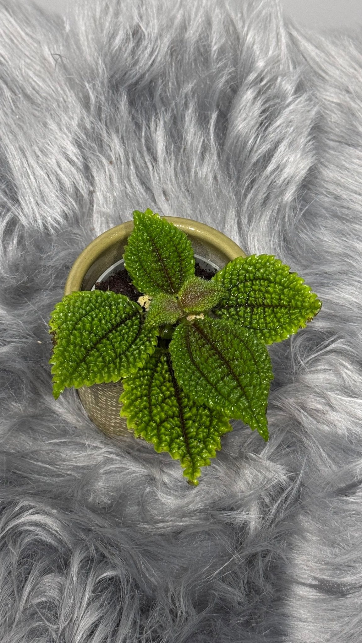 Pilea Moon Valley - www.augi-plants.lv