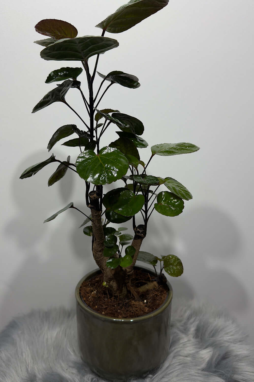 Polyscias Fabian - www.augi-plants.lv