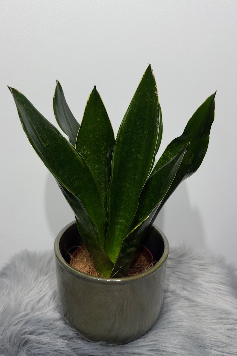 Sansevieria Black Jade - www.augi-plants.lv