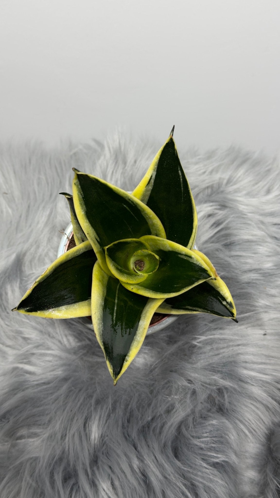 Sansevieria Black Star - www.augi-plants.lv