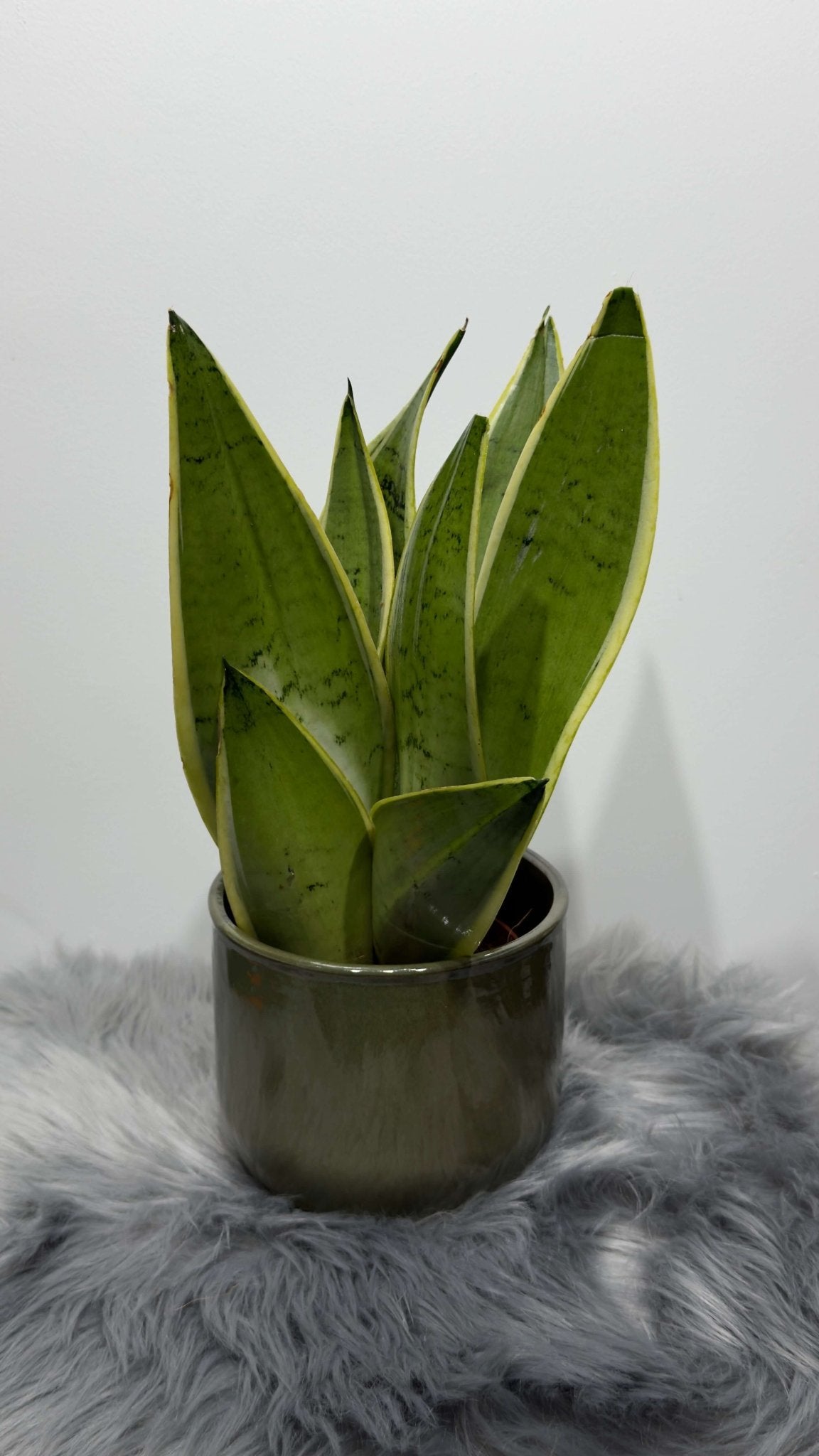 Sansevieria Snow White - www.augi-plants.lv