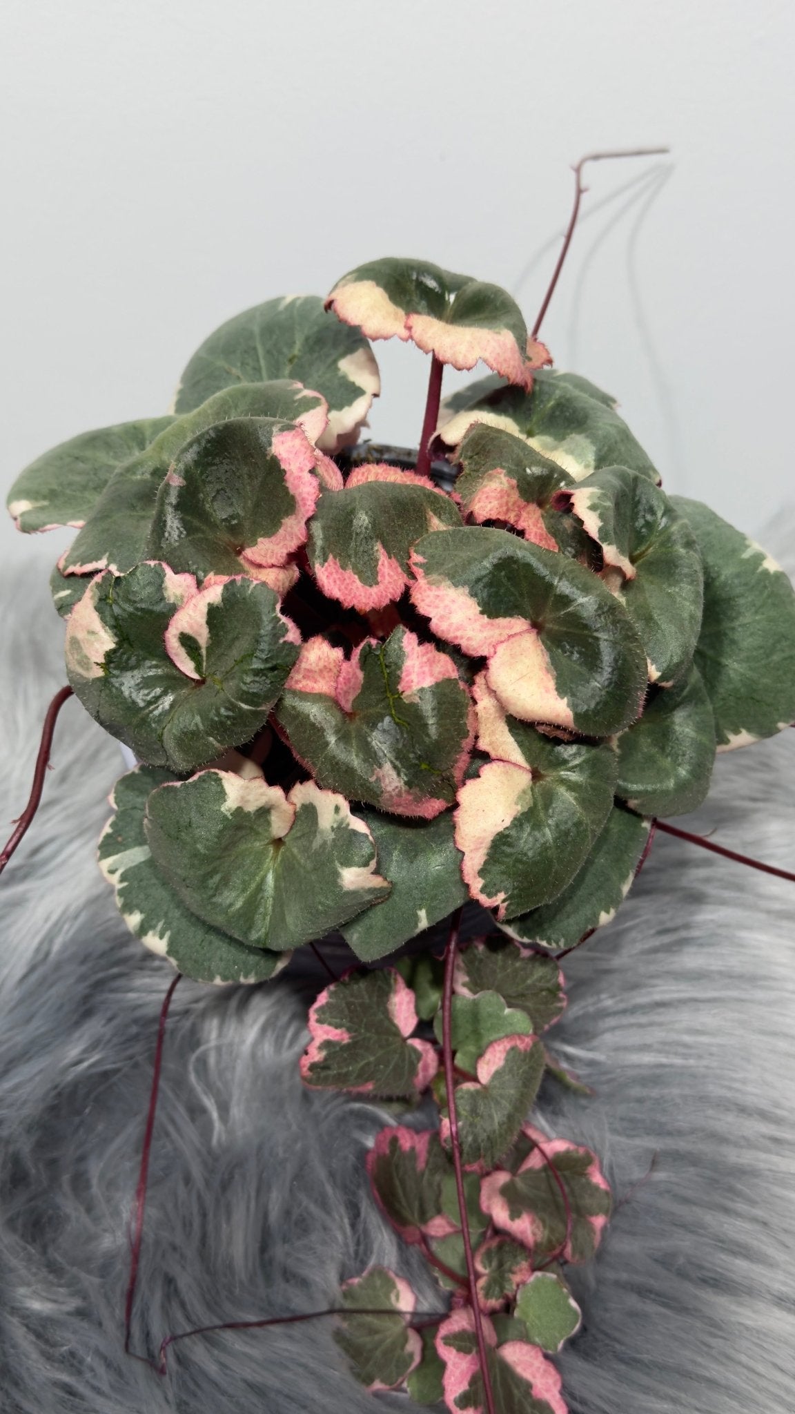 Saxifraga Tricolor - www.augi-plants.lv