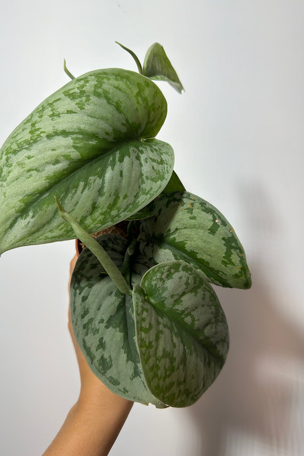 Scindapsus Trebie - www.augi-plants.lv