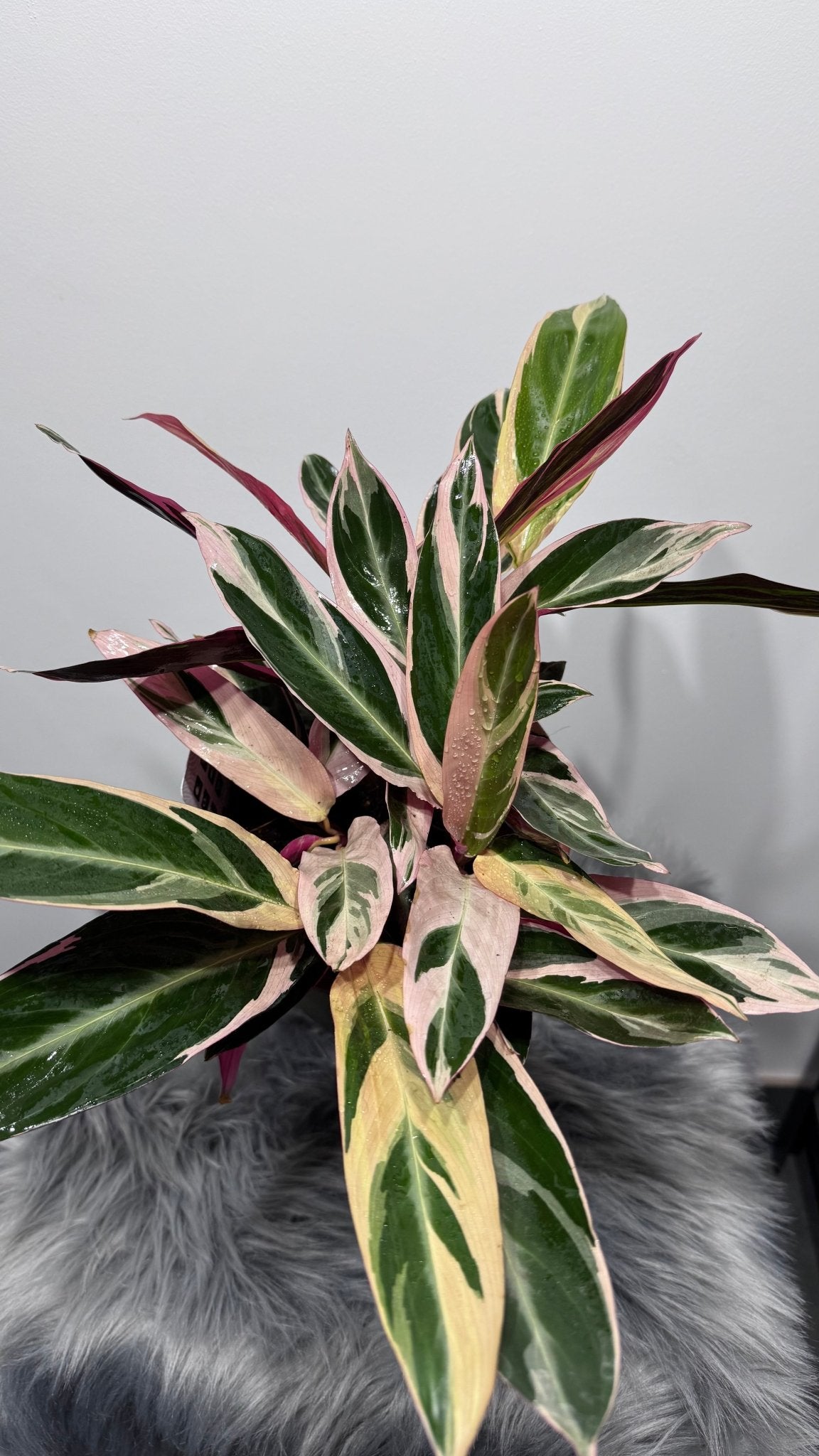 Stromanthe Triostar - www.augi-plants.lv