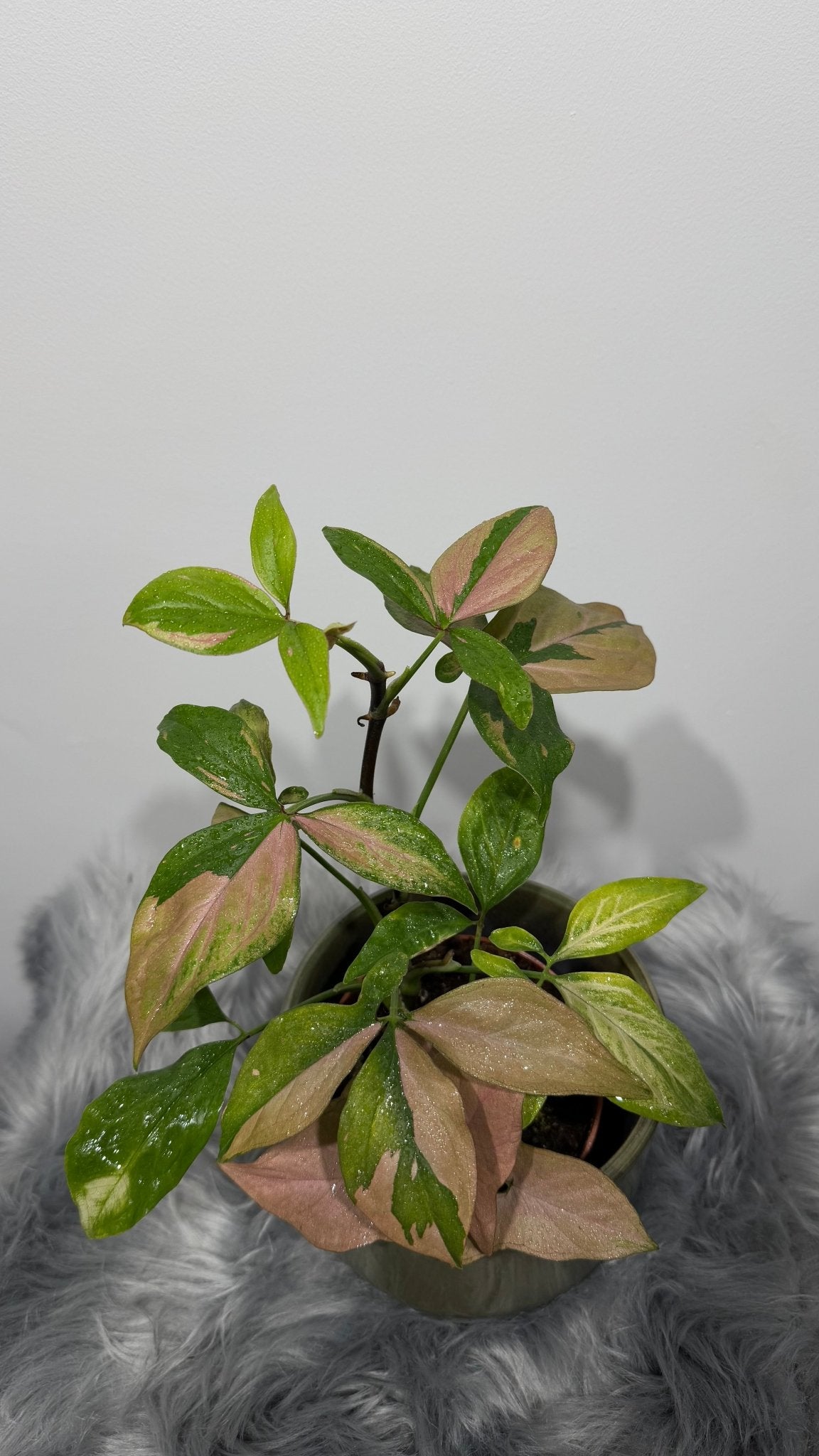 Syngonium Pink Splash - www.augi-plants.lv