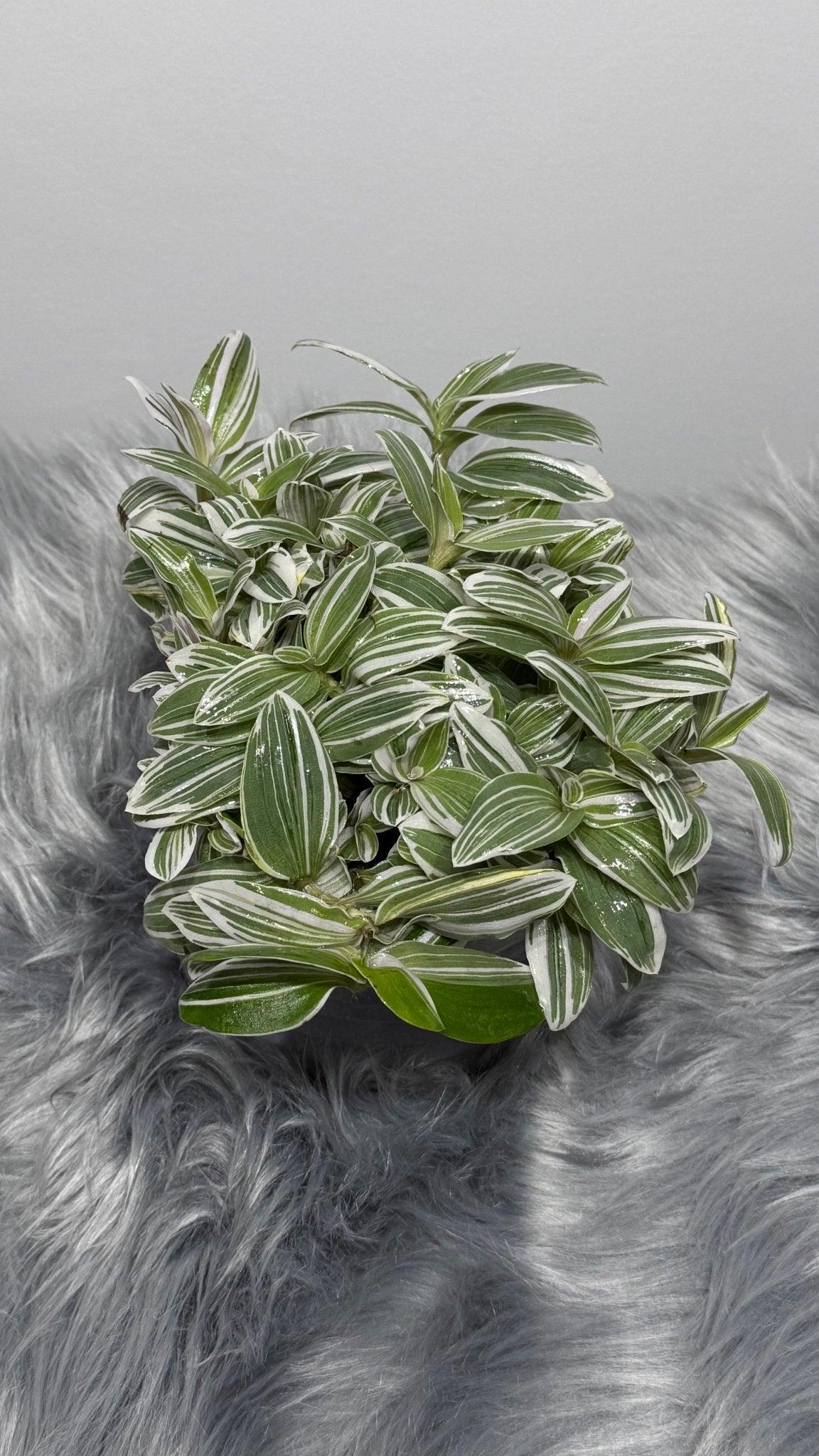 Tradescantia Tenderness - www.augi-plants.lv