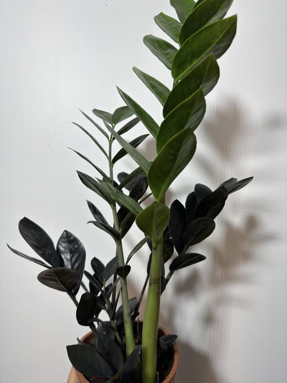 Zamioculcas Raven - www.augi-plants.lv