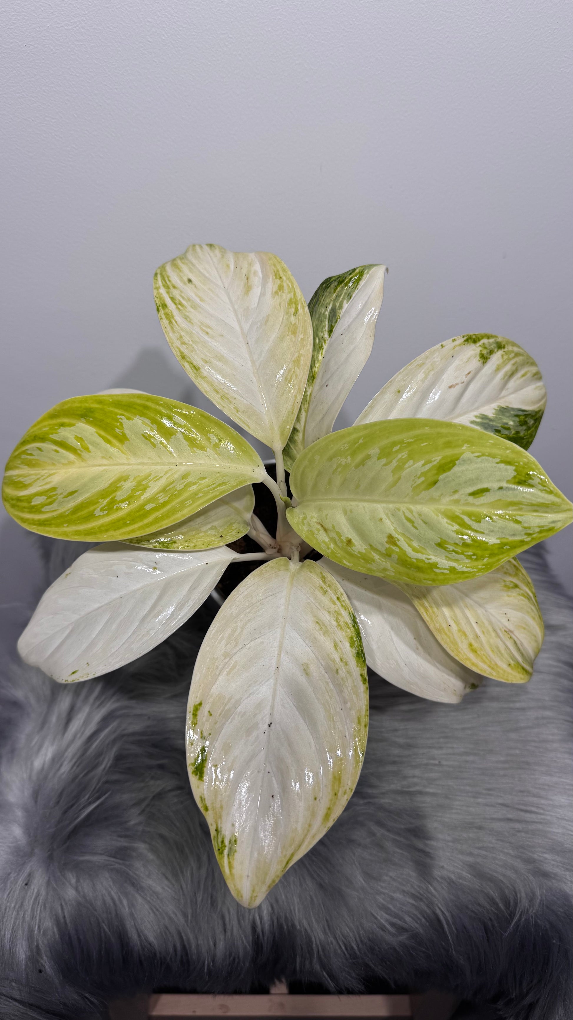 Aglaonema 10 - www.augi-plants.lv