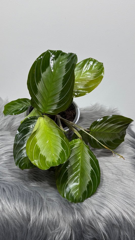 Maranta Silver