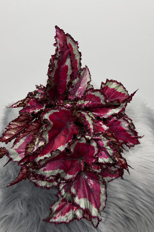 Begonia Rex 5