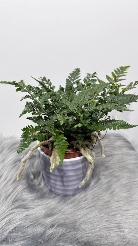 Humata Tyermannii