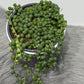 Senecio Rowleyanus