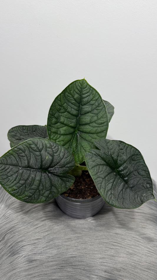 Alocasia Melo