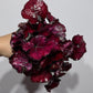 Begonia Rex 3
