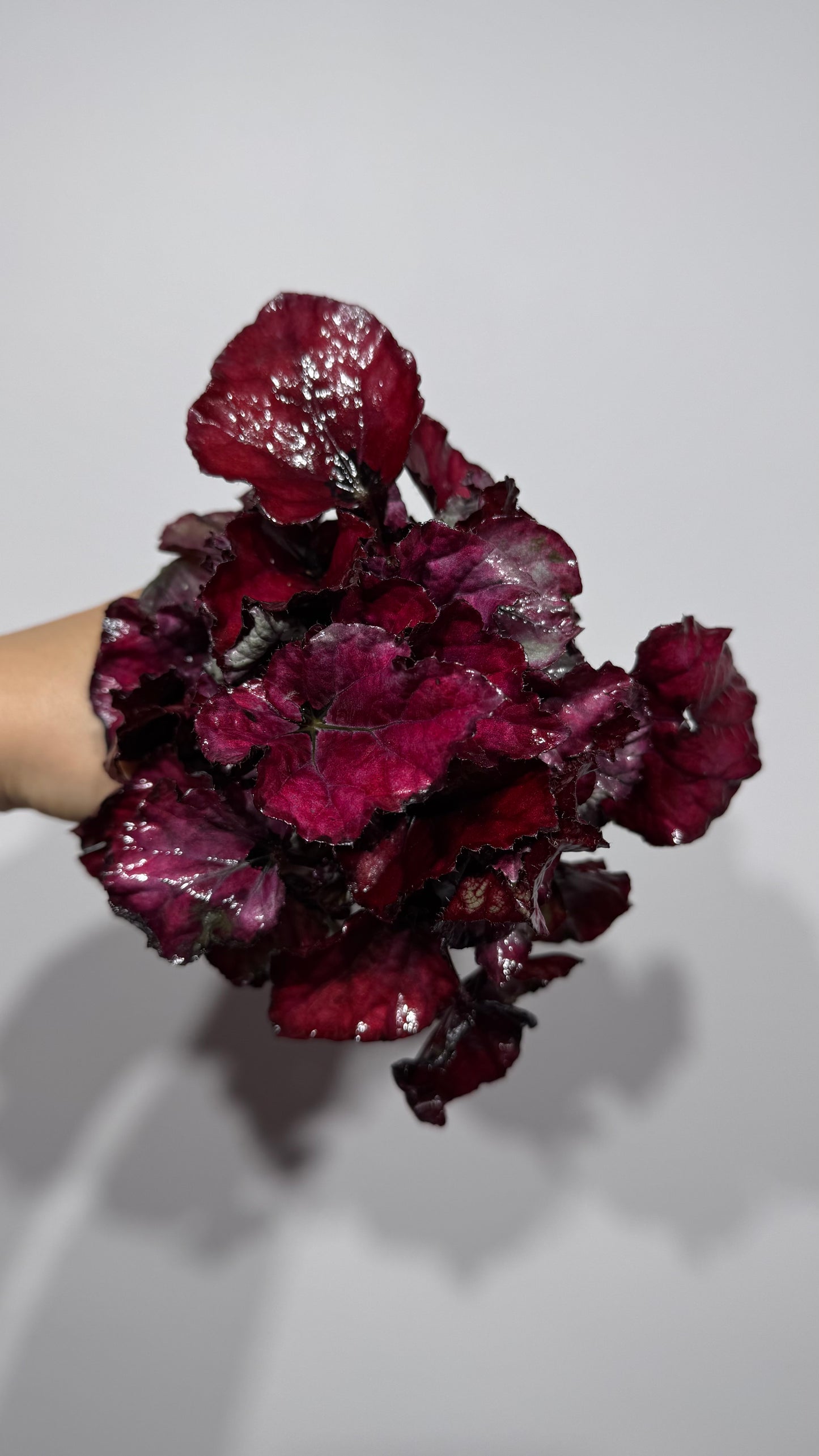 Begonia Rex 3