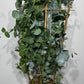 Eucalyptus Cinerea