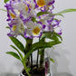 Orhideja Dendrobium Nobile SMARŽO