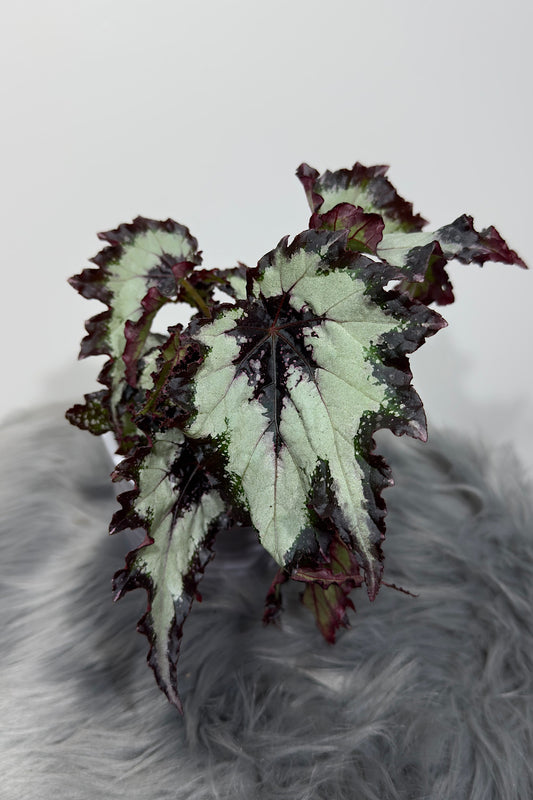 Begonia Rex 2