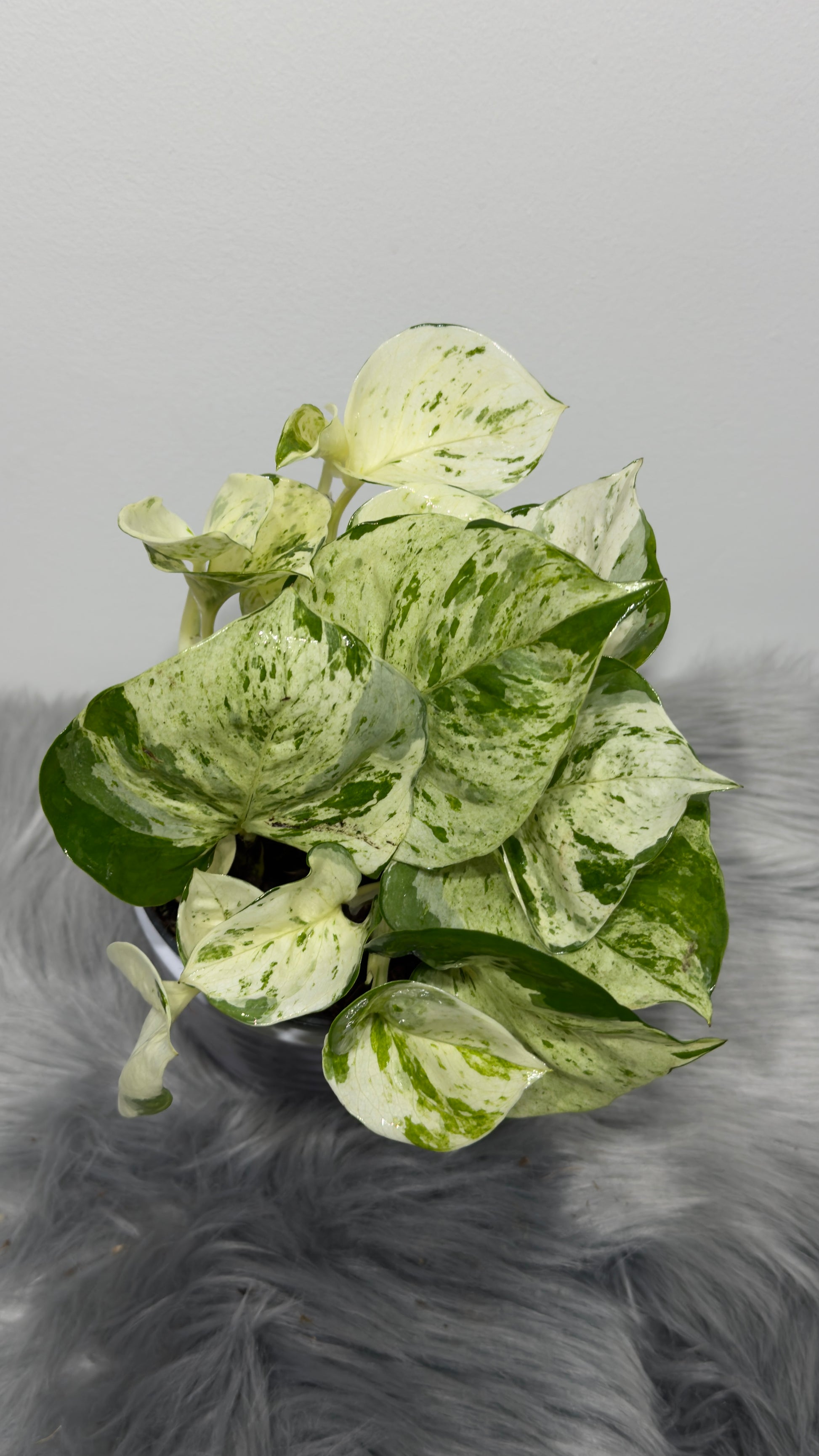 Epipremnum Happy Leaf - www.augi-plants.lv