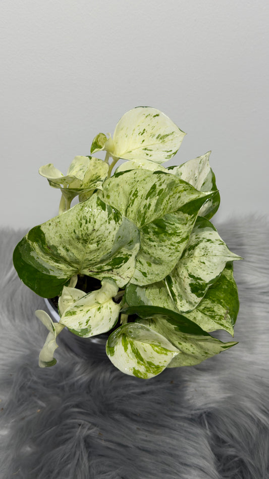 Epipremnum Happy Leaf