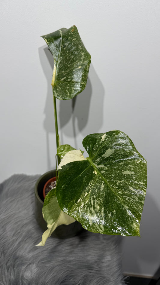 Monstera Thai Constellation 6