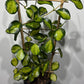 Hoya Australis Lisa - www.augi-plants.lv