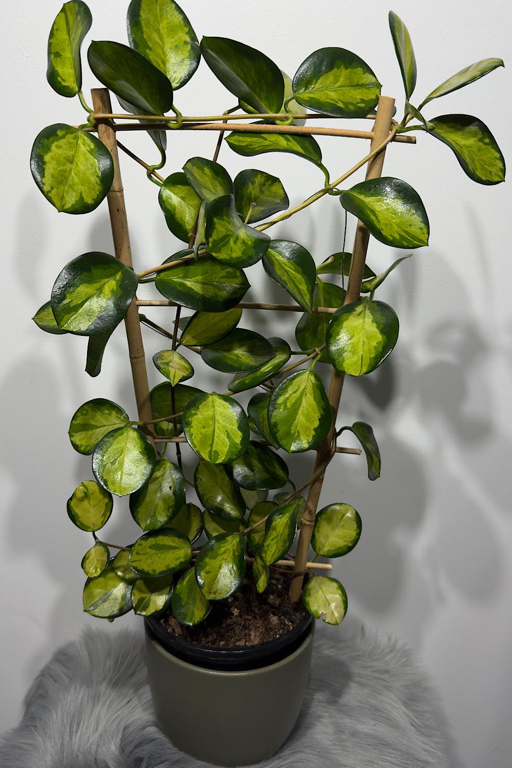 Hoya Australis Lisa - www.augi-plants.lv
