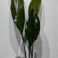 Aspidistra elatior Milky Way Mājas svētība