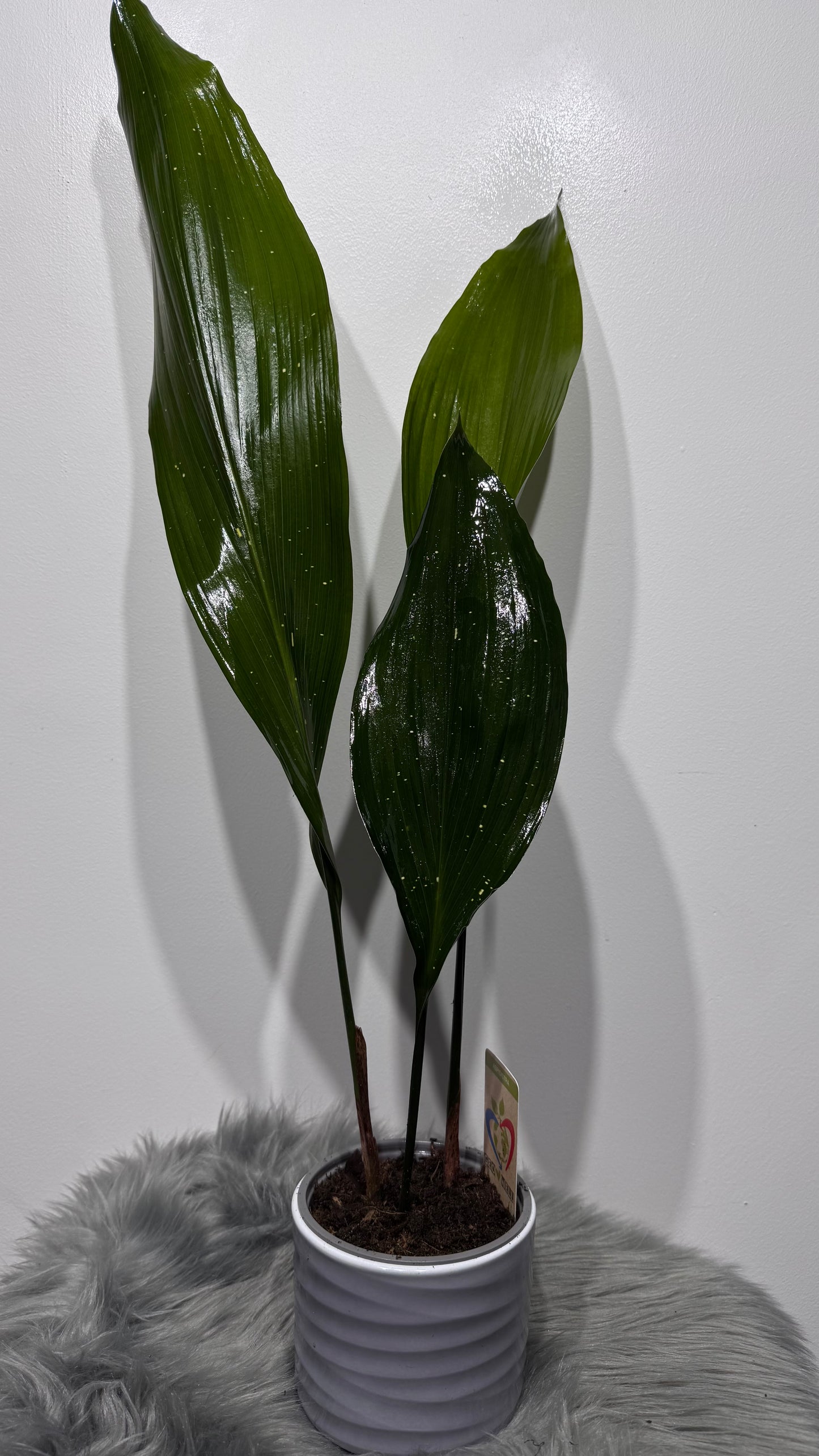 Aspidistra elatior Milky Way Mājas svētība