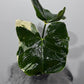 Alocasia Mickey Mouse